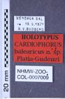 Etiketten zu Cardiophorus balearicus (Platia & Gudenzi, 1999) (NHMW-ZOO-COL-0007009)